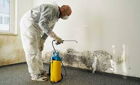 Mold Odor Removal Services in Candlewick Lake, IL